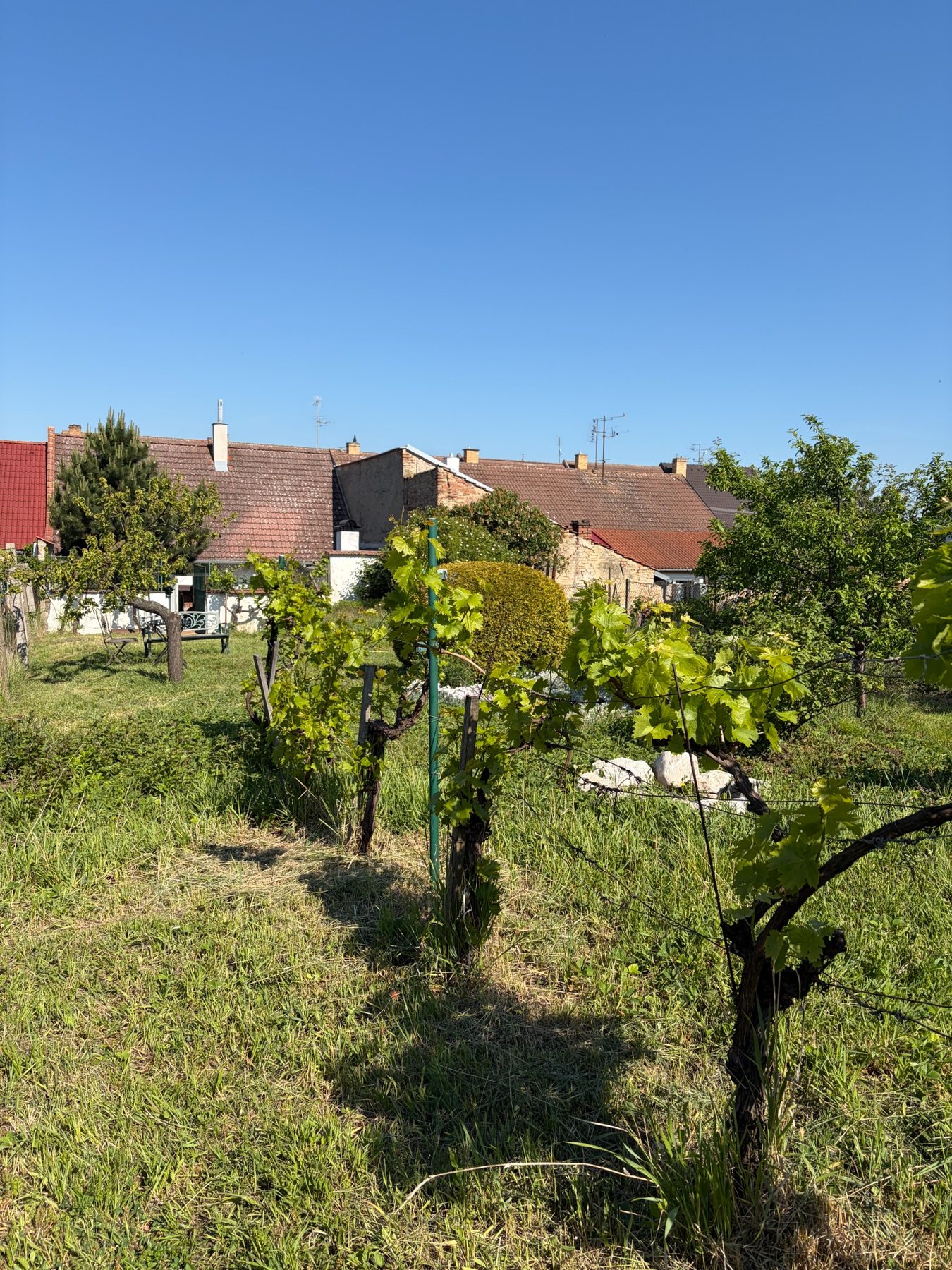 Vinohrad v zahradě